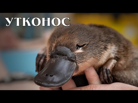 Видео: Утконос: Чудо природы | Интересные факты про утконоса