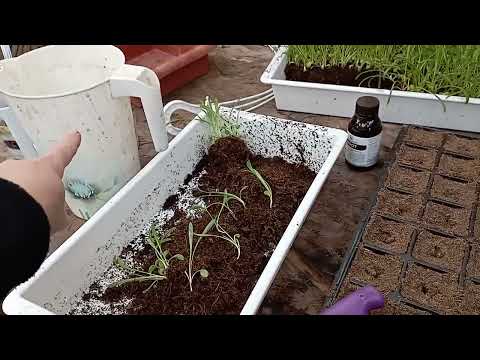 Видео: Пикирую ГАЦАНИЮ! 🌼