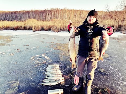 Видео: ПЕРВЫЙ ЛЁД 2025-2026.ТРОФЕЙНЫЙ ОКУНЬ.РЫБАЛКА НА ЖЕРЛИЦЫ.ЩУКА.