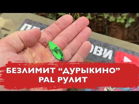 Видео: #23 PAL РУЛИТ. ЛОВЛЯ ФОРЕЛИ НА БЛЕСНА СО ДНА. БЕЗЛИМИТ ДУРЫКИНО. 