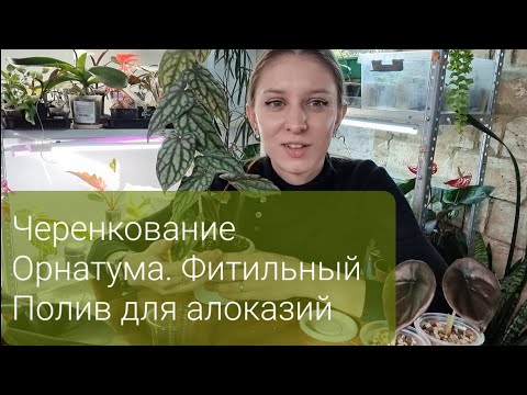 Видео: Фитильный Полив для алоказий. Черенкование Орнатума. Посадка черенков медузы