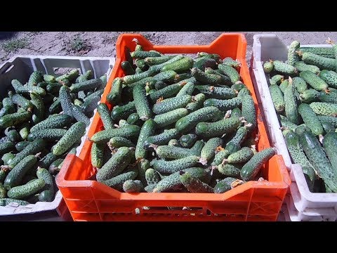 Видео: Выращивание огурцов в открытом грунте / Как заработать на выращивании огурцов