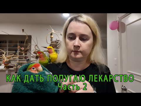 Видео: КАК ДАТЬ ПОПУГАЮ ЛЕКАРСТВО ЧАСТЬ 2