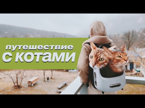 Видео: ПУТЕШЕСТВИЕ С КОТАМИ / НУЖНО ЛИ? / КАК ПОДГОТОВИТЬСЯ / ОШИБКИ