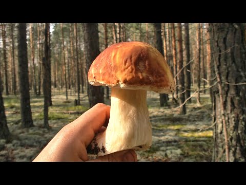 Видео: По грибы, по ягоды #262