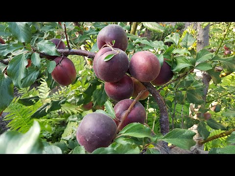 Видео: Абрикос Чёрный принц (20.07.2018)