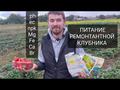 Видео: Подкормки клубники ремонтантных сортов. Сделайте питание максимально эффективным!