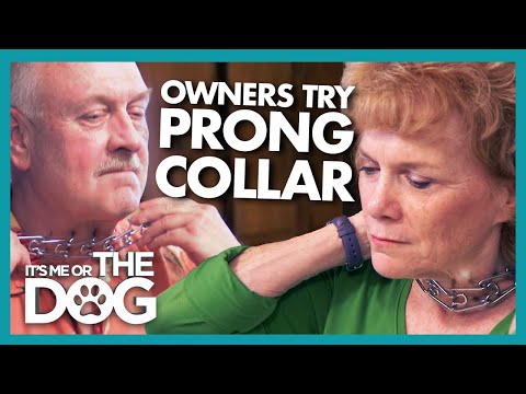 Видео: Хозяева пробуют собственное лекарство, когда их собаки получают наказания | Я или собака