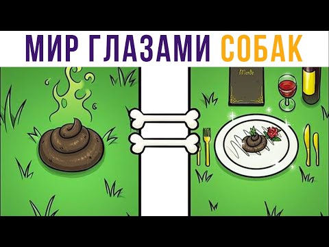 Видео: Комиксы. Мир глазами собак | Мемозг #345