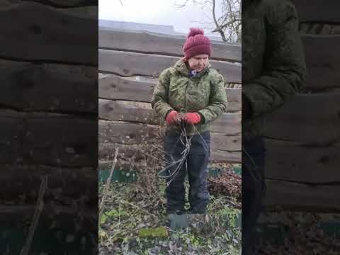 Видео: Огородные дела #деревня #ноябрь