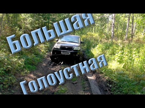 Видео: Большая голоустная
