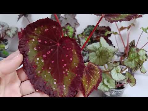 Видео: Декоративнолиственные бегонии, альтернатива фитильному поливу. #комнатныецветы #бегония #цветы