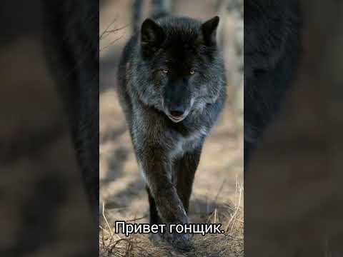 Видео: Щенячий патруль комикс "способности" 4 часть.