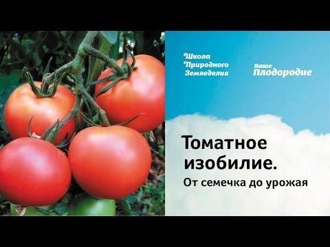 Видео: Томатное изобилие. От семечка до урожая
