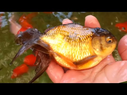Видео: Мои золотые рыбки.Что новенького,обзорчик
