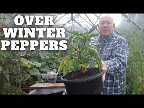 Видео: Зимние перцы [Садовый участок в Великобритании] [Выращивание овощей дома]