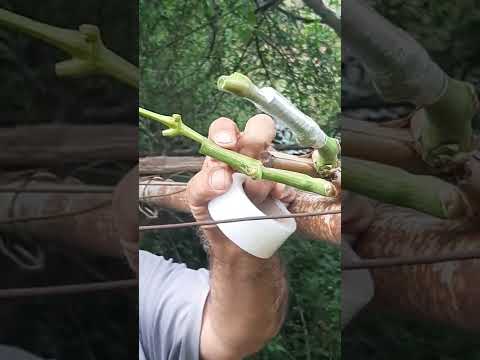 Видео: пайванди ангур бо рохи сабз дар сабз