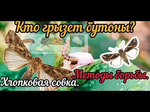 Видео: Хлопковая совка. Методы борьбы. Основное.