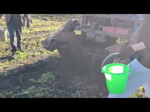 Видео: Урожай-2025💪 КСШ-2 Сила Кыштовка Чалтак Директор Учителя Ученики 🇷🇺 Вместе !