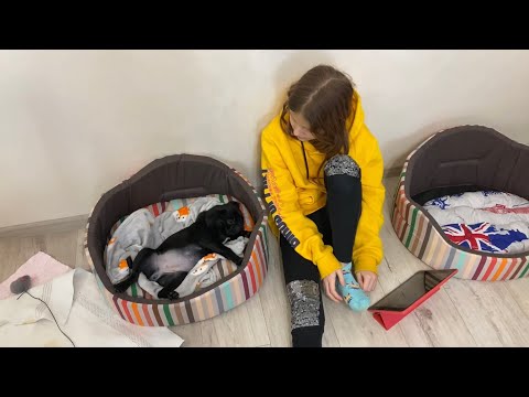 Видео: ВЛОГ Первый день с щенком мопса / Кира дрессирует щенка / Новые чехлы на телефон