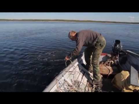 Видео: Сбор водорослей / Из не вошедшего в фильм "Поморы"