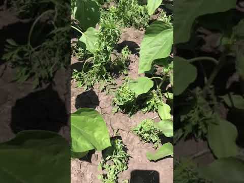 Видео: Гелиантекс. Жесть.