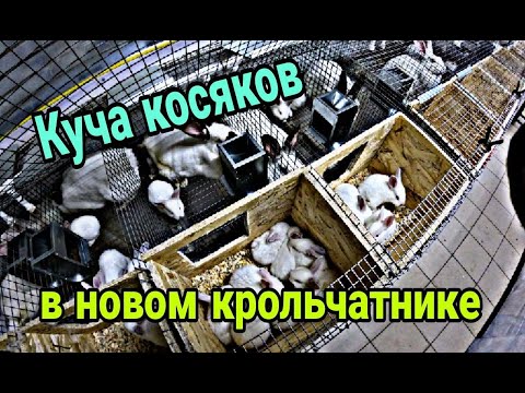 Видео: Новый крольчатник месяц спустя. Косяки нового крольчатника.