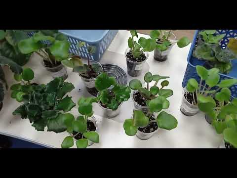 Видео: Излишки деток сортовых фиалок на 20.09.2024