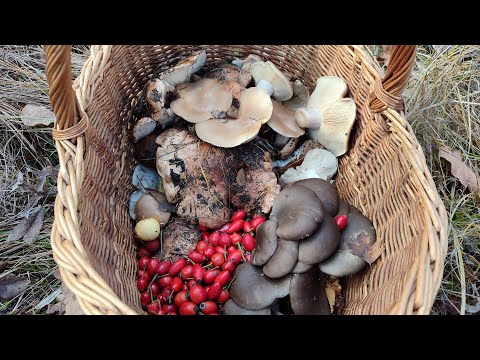 Видео: Лес порадовал разнообразием грибов