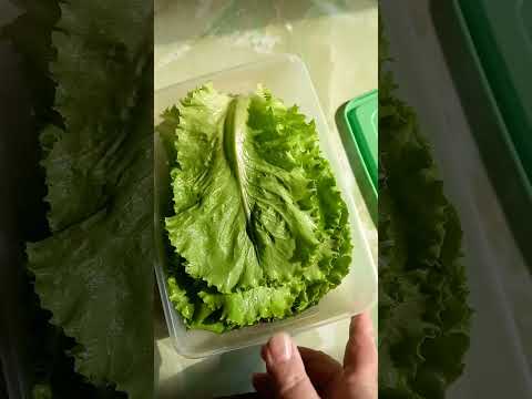 Видео: Несколько способов хранения  свежих листьев САЛАТА 🥗 