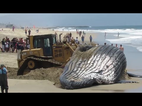 Видео: СПАСЕНИЯ КИТОВ. Спасение дельфинов на берегу. Как люди спасли кита который застрял на пляже