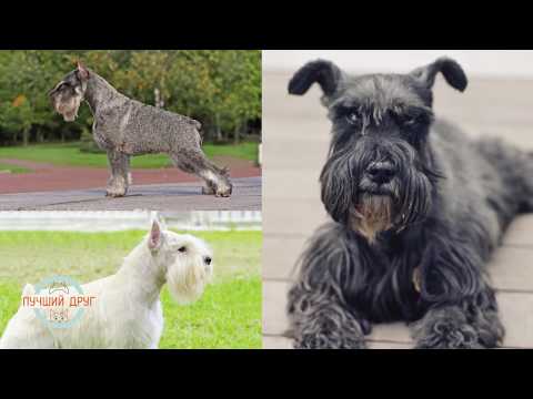 Видео: Лучший друг. Выпуск 3. Шнауцеры