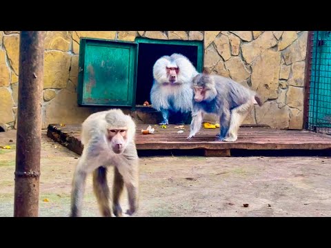 Видео: Люська УСТРОИЛА ШКАНДАЛЬ! Денис хотел ей помочь взять кабачок, а она КАК ЗАКРИЧИТ!