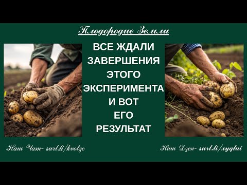 Видео: Свежая картошка в конце октября №840/25