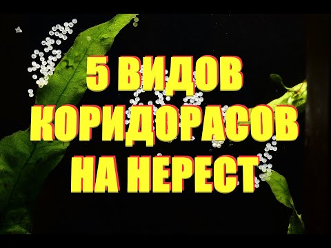 Видео: Нерестим коридорасов