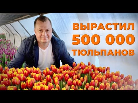 Видео: Как вырастить 500 000 тюльпанов