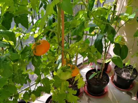 Видео: Огород на балконе 2017