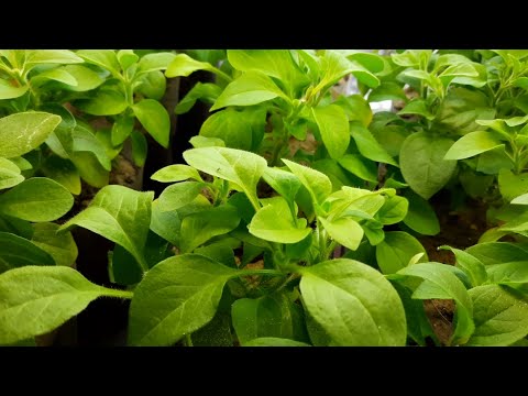 Видео: УХОД И СОДЕРЖАНИЕ ЧЕРЕНКОВ ПЕТУНИИ ЗИМОЙ В ДОМАШНИХ УСЛОВИЯХ.УСЛОВИЯ ДЛЯ ХОРОШЕГО ИХ РАЗВИТИЯ.