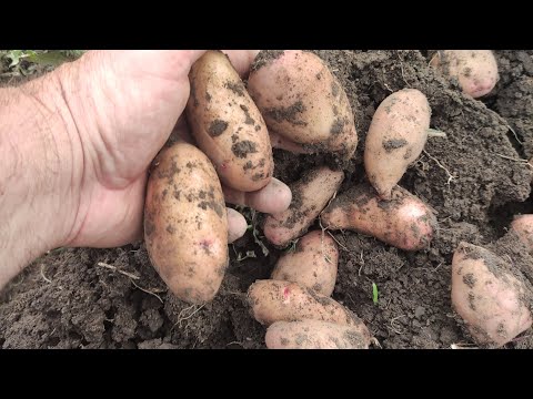 Видео: Сорти картоплі які показали себе відмінно.