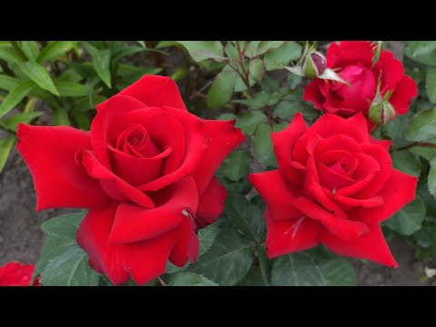 Видео: ЦВЕТЕНИЕ РОЗ 2022🌹🥰.💣💣💣💥💥💥💣💣💣💥💥💥💣💣💣🌹🌹🌹