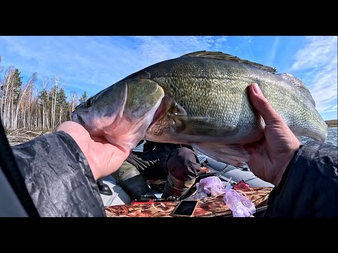 Видео: Забурились в коряжник и накосили Трофейного СУДАКА.часть 1