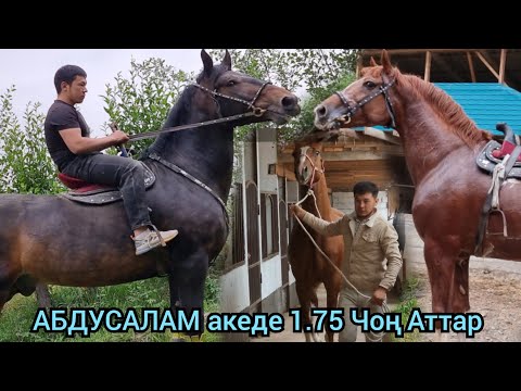 Видео: АБДУСАЛАМ акеде ZORRO 1.75 Жаңы Аттар келди Ноокат