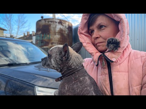 Видео: Одна одинёшенька ,С ВЫПАВШИМ КИШЕЧНИКОМ собака, оставшаяся без хозяйки оказалась в нашем приюте