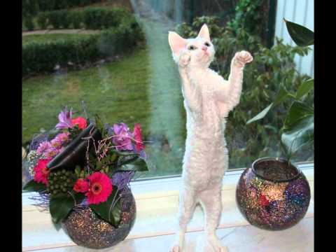 Видео: Ушедшим за Радугу, посвящается