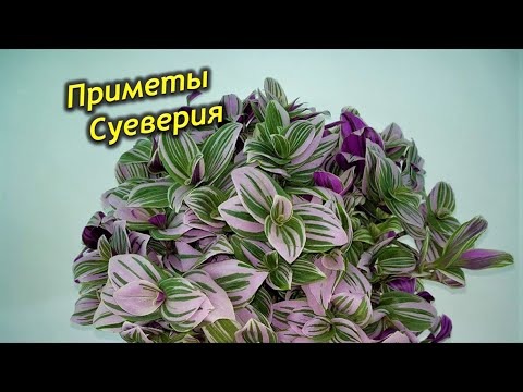 Видео: Магия традесканции. Приметы и суеверия о традесканции.