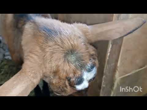 Видео: За два дня родили три козы. У козы не отходит послед