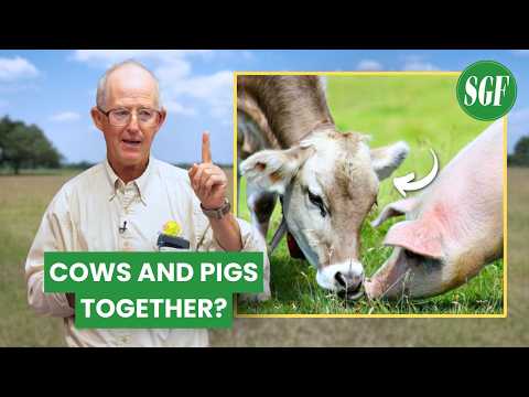 Видео: Свиньи и коровы на одном пастбище? Грег Джуди