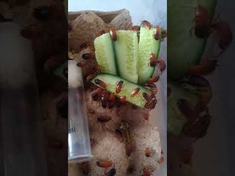 Видео: Туркменский таракан / разведение #Shelfordellatartara #туркменскийтаракан #тараканы