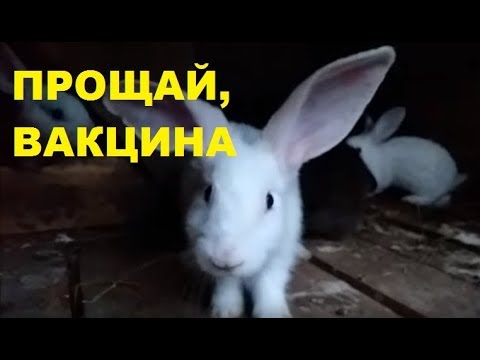 Видео: Разведение кроликов - Вакцина для кроликов - Кролиководство без миксоматоза и ВГБК.