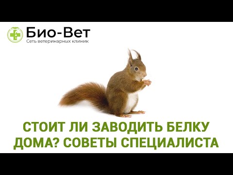 Видео: Стоит ли заводить белку дома? // Советы Ветеринара // Сеть Ветклиник Био-Вет